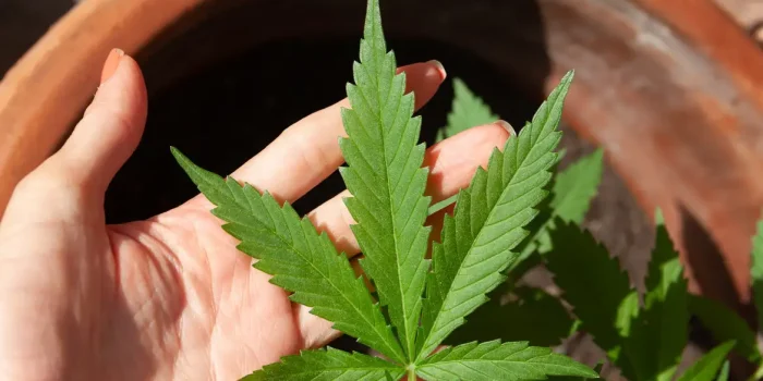 Anvisa define hoje regras para produção de cannabis medicinal